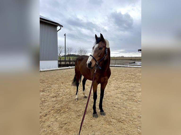 Iers volbloed Merrie 8 Jaar 160 cm Roan-Bay in Seubersdorf in der Oberpfalz