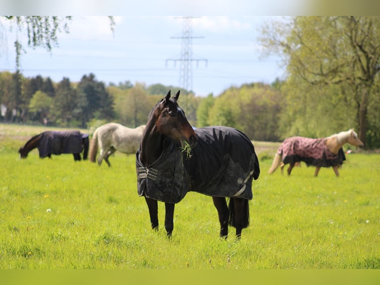 Iers volbloed Merrie 8 Jaar 162 cm Zwartbruin in Nordkirchen