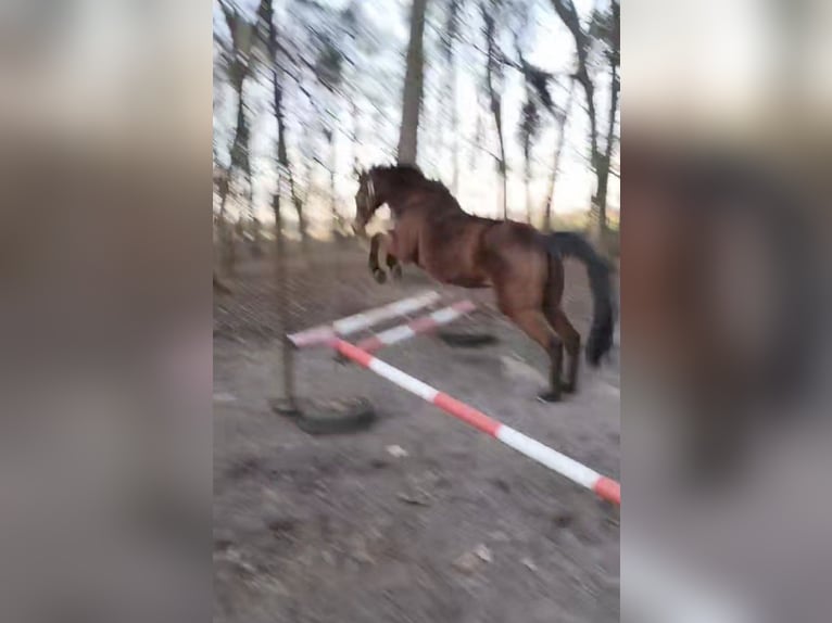 Iers volbloed Merrie 8 Jaar 163 cm Bruin in Wintelre