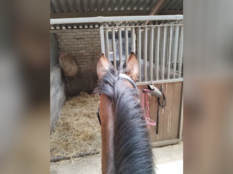 Iers volbloed Merrie 8 Jaar 163 cm Bruin in Wintelre