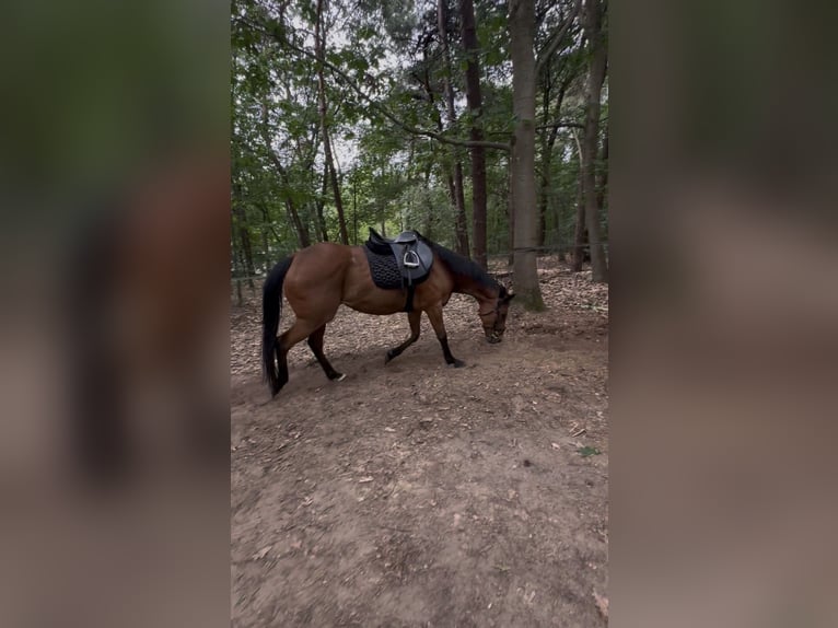 Iers volbloed Merrie 8 Jaar 163 cm Bruin in Wintelre