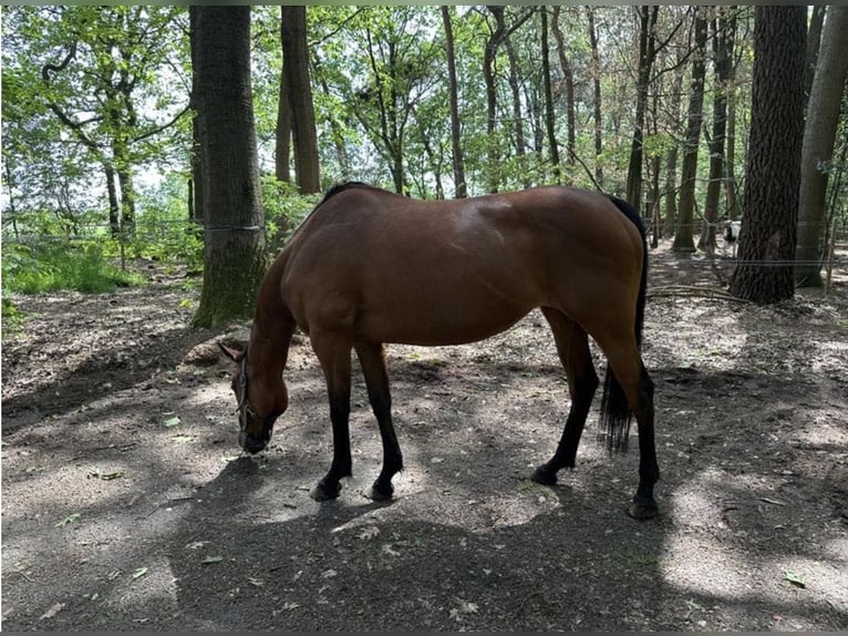 Iers volbloed Merrie 8 Jaar 163 cm Bruin in Wintelre