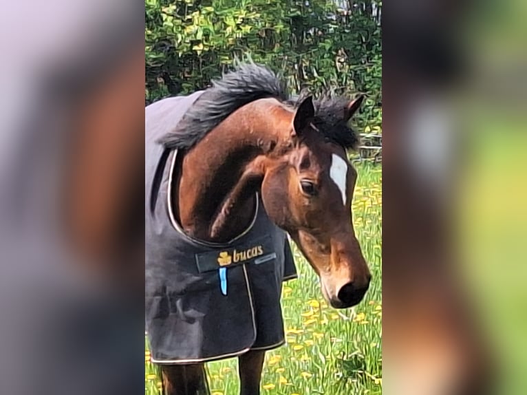 Iers volbloed Merrie 8 Jaar 163 cm Bruin in Steinbergkirche