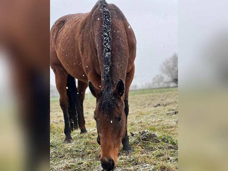 Iers volbloed Merrie 8 Jaar 164 cm Bruin in Rindtorf