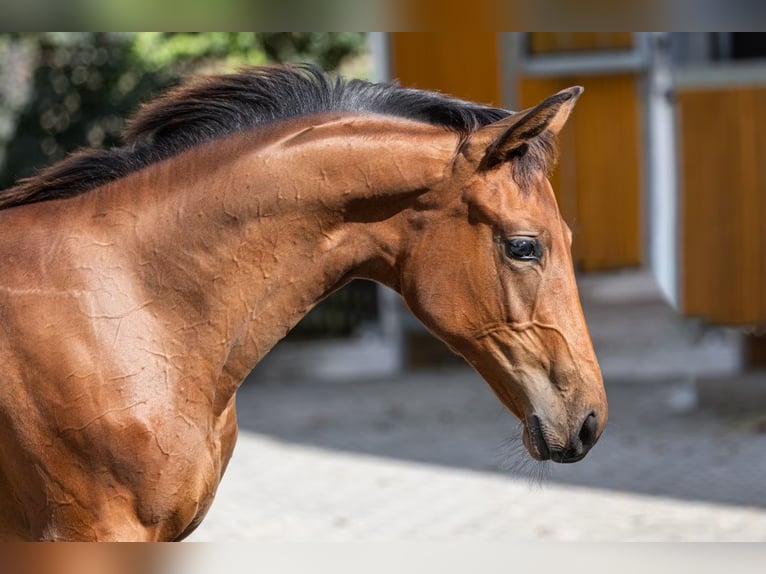 Iers volbloed Merrie 8 Jaar 165 cm Bruin in Taunusstein