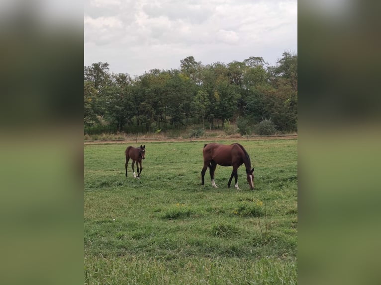 Iers volbloed Merrie 8 Jaar 165 cm Bruin in Sárbogárd