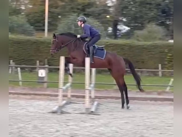 Iers volbloed Merrie 9 Jaar 163 cm Bruin in Wijckel