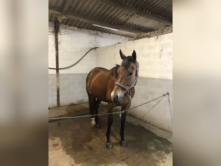 Iers volbloed Ruin 10 Jaar 165 cm Bruin in Koekelare