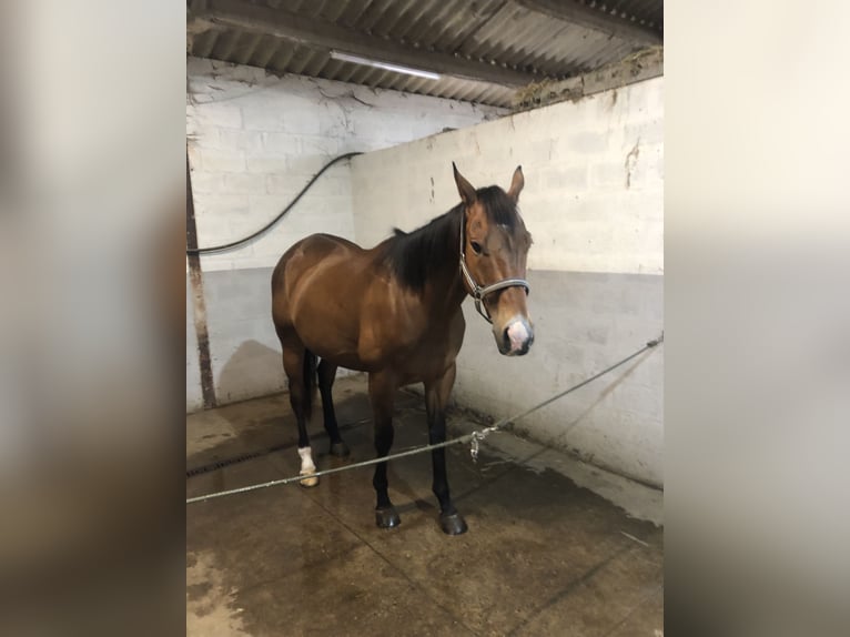 Iers volbloed Ruin 10 Jaar 165 cm Bruin in Koekelare
