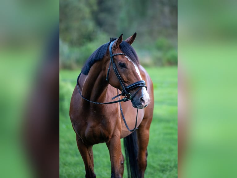Iers volbloed Ruin 10 Jaar 168 cm Bruin in Stroe