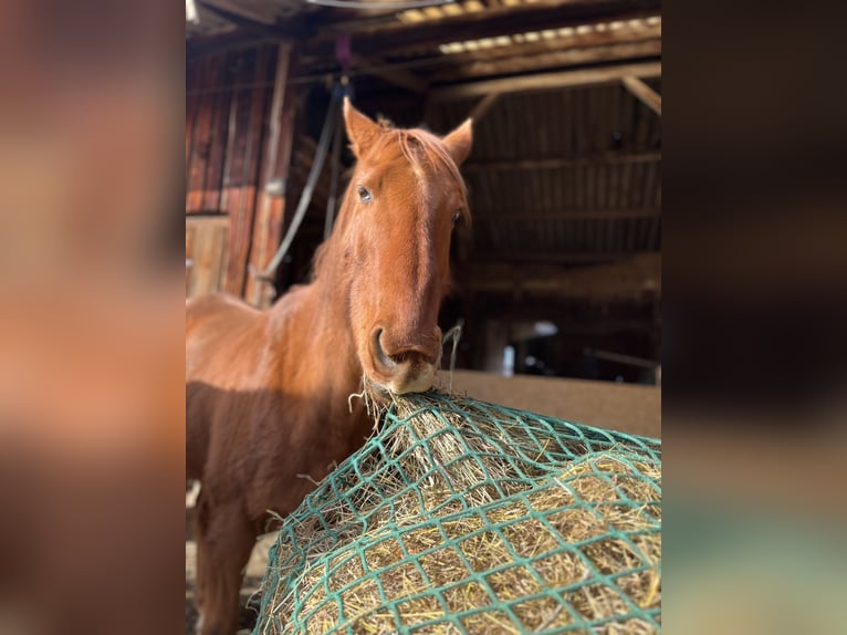 Iers volbloed Ruin 10 Jaar 170 cm Vos in Sonnenbühl