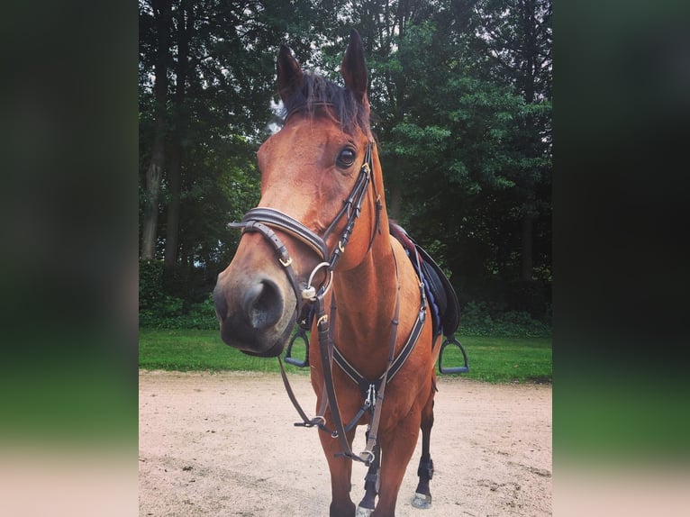 Iers volbloed Ruin 11 Jaar 165 cm Bruin in Zele