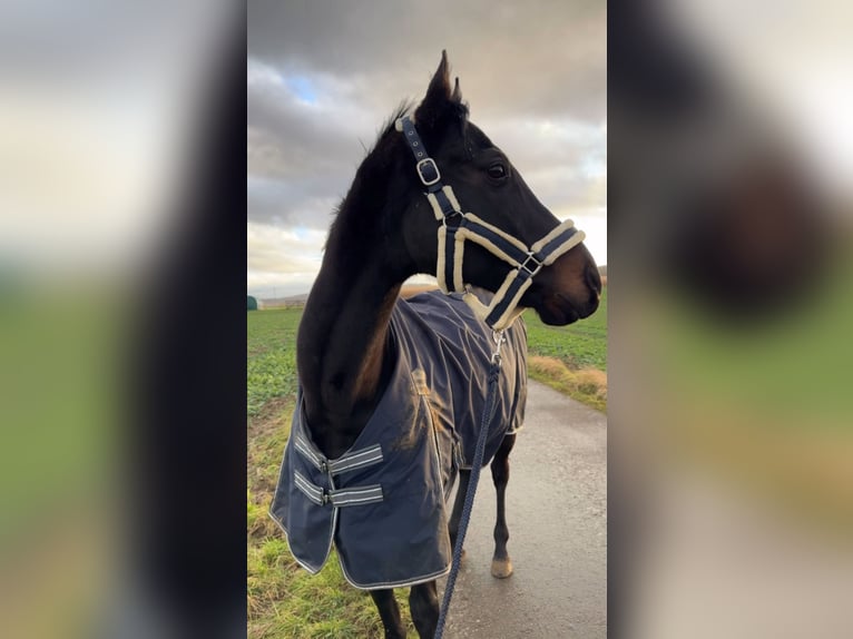 Iers volbloed Ruin 11 Jaar 168 cm Zwart in Weilburg