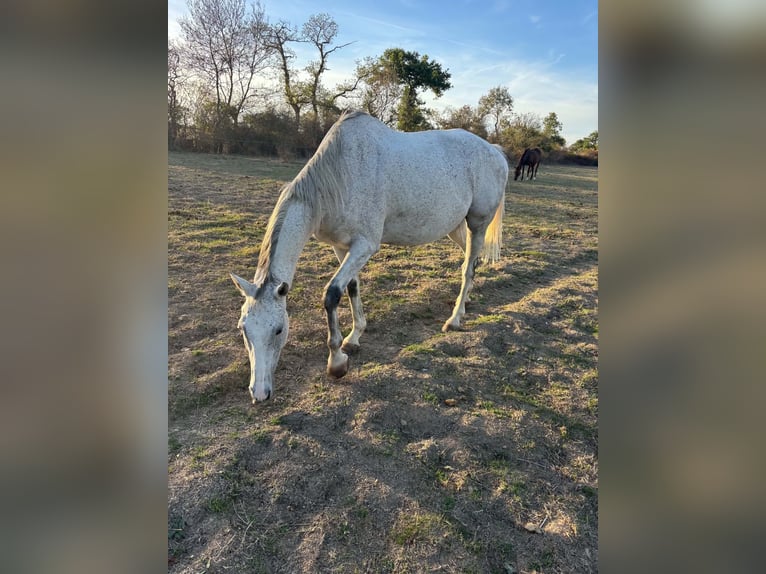 Iers volbloed Ruin 11 Jaar 170 cm Schimmel in Cugand