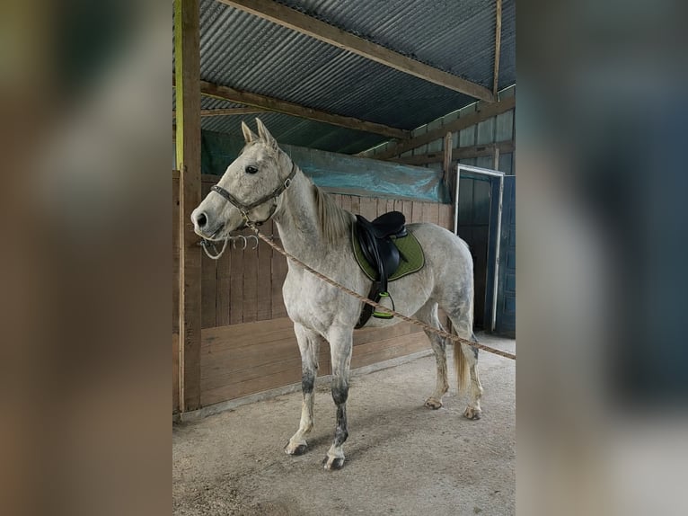 Iers volbloed Ruin 11 Jaar 170 cm Schimmel in Cugand