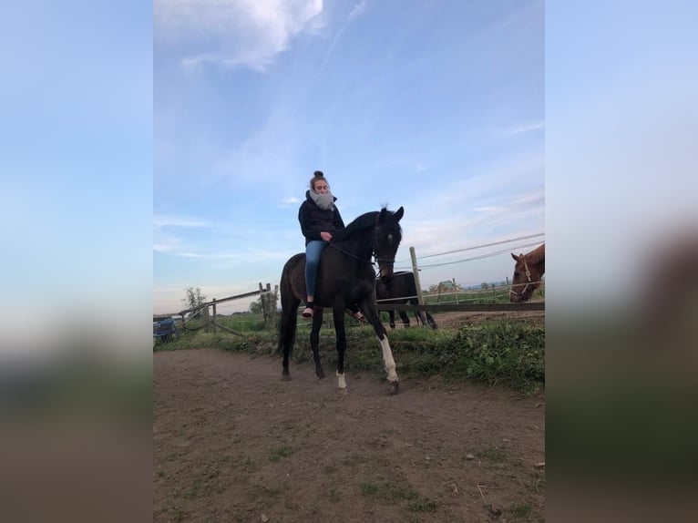 Iers volbloed Ruin 12 Jaar 170 cm Donkerbruin in Swisttal