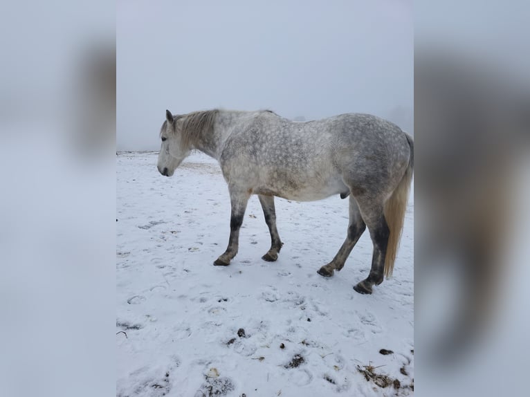 Iers volbloed Mix Ruin 13 Jaar 165 cm Appelschimmel in Oberbarnim