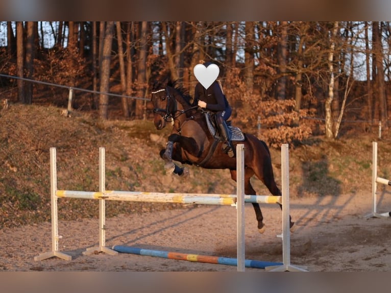 Iers volbloed Ruin 14 Jaar 163 cm Bruin in Weismain