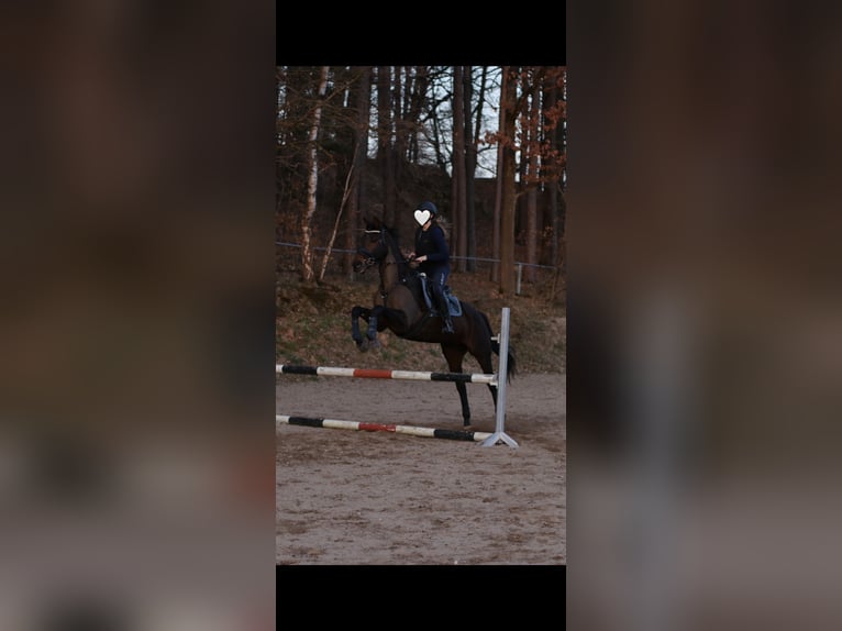 Iers volbloed Ruin 14 Jaar 163 cm Bruin in Weismain