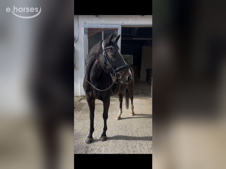 Iers volbloed Ruin 15 Jaar 162 cm Donkerbruin in Schwerte