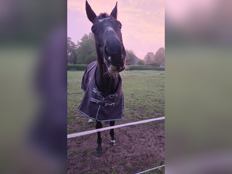 Iers volbloed Ruin 15 Jaar 170 cm Donkerbruin in Boxmeer