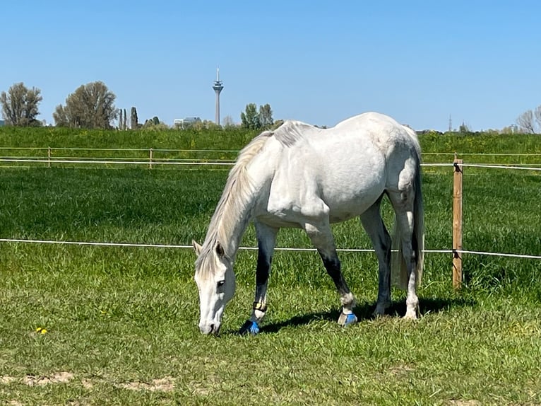 Iers volbloed Ruin 16 Jaar 172 cm Schimmel in Neuss