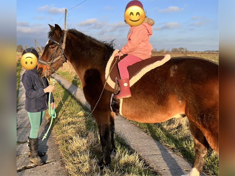 Iers volbloed Ruin 17 Jaar 152 cm Donkerbruin in Schlichting