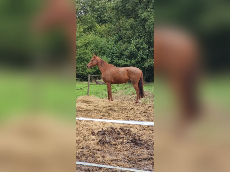 Iers volbloed Ruin 4 Jaar 164 cm Vos in Vernon