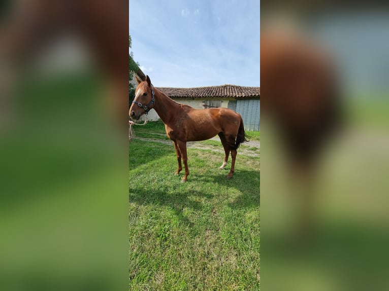 Iers volbloed Ruin 4 Jaar 164 cm Vos in Vernon