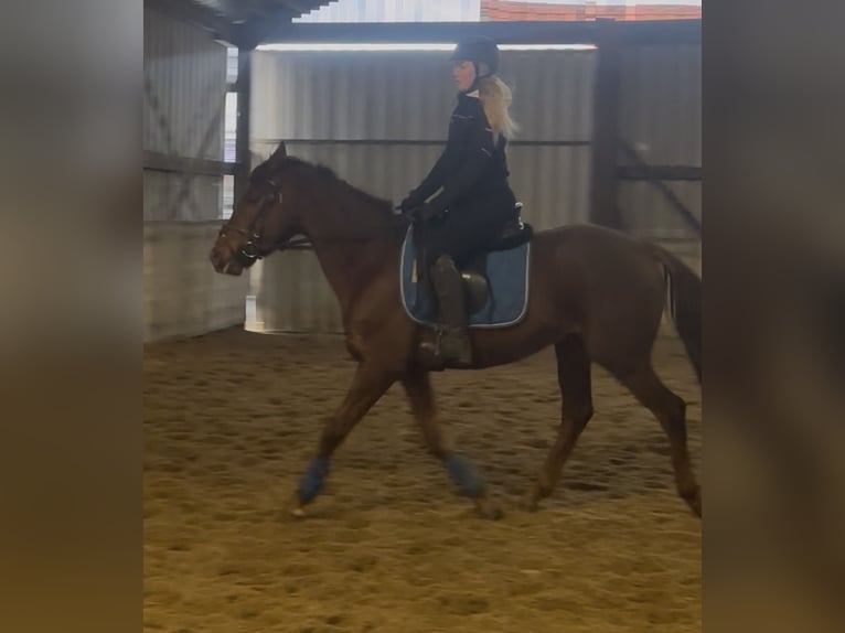 Iers volbloed Ruin 5 Jaar 155 cm Vos in Heusden zolder