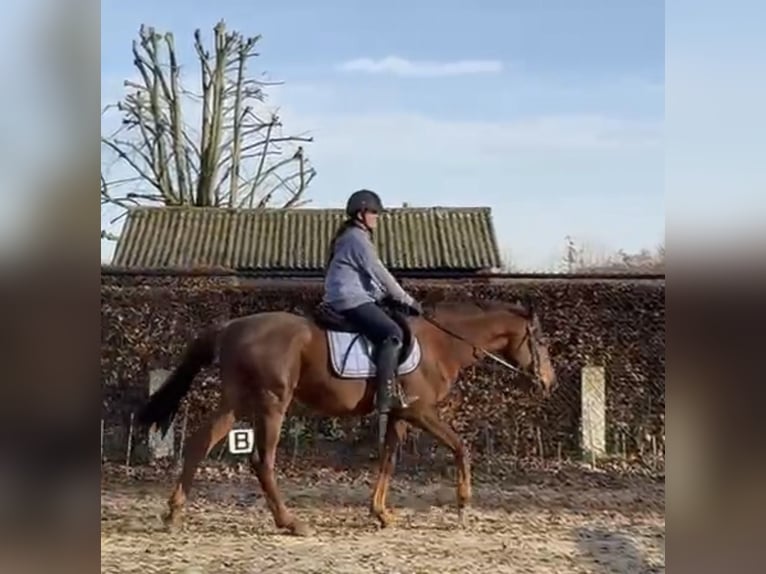 Iers volbloed Ruin 5 Jaar 155 cm Vos in Heusden zolder