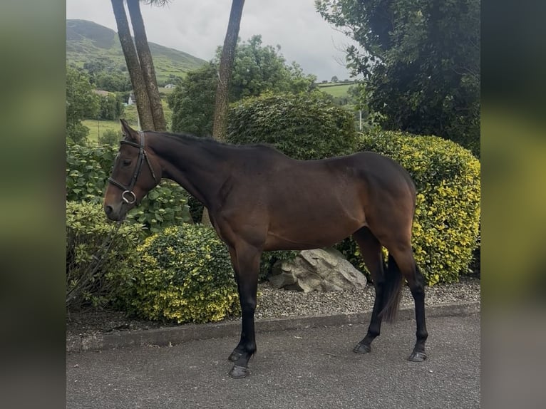 Iers volbloed Ruin 5 Jaar 158 cm Roodbruin in Newry