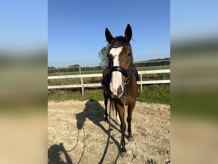 Iers volbloed Ruin 5 Jaar 163 cm Bruin in Visselhövede