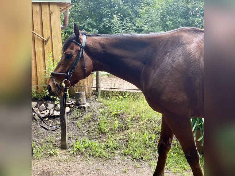 Iers volbloed Ruin 5 Jaar Bruin in D&#xF6;beln