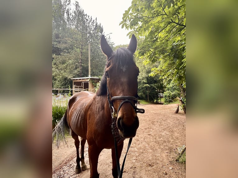 Iers volbloed Ruin 5 Jaar Bruin in D&#xF6;beln