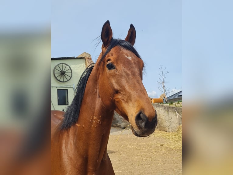 Iers volbloed Ruin 6 Jaar 163 cm Bruin in Elsteraue