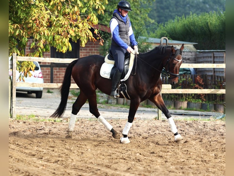 Iers volbloed Mix Ruin 6 Jaar 164 cm Donkerbruin in uelsen