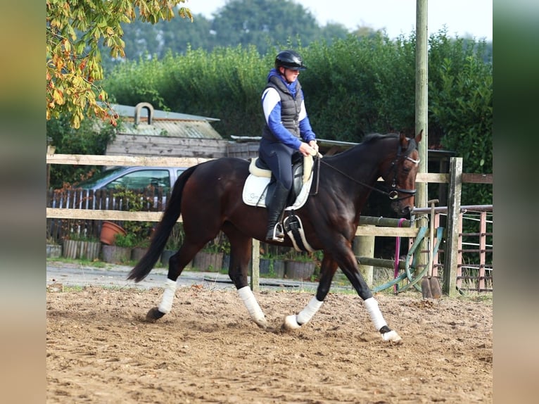 Iers volbloed Mix Ruin 6 Jaar 164 cm Donkerbruin in uelsen