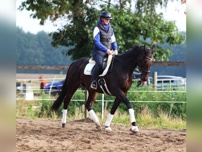 Iers volbloed Mix Ruin 6 Jaar 164 cm Donkerbruin in uelsen