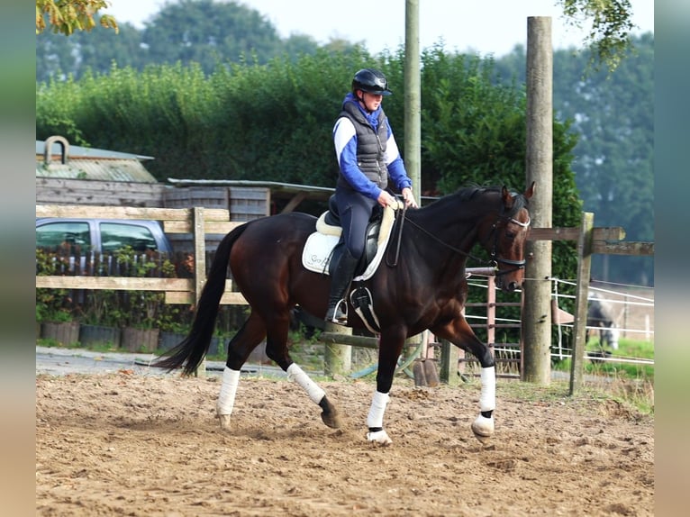 Iers volbloed Mix Ruin 6 Jaar 164 cm Donkerbruin in uelsen