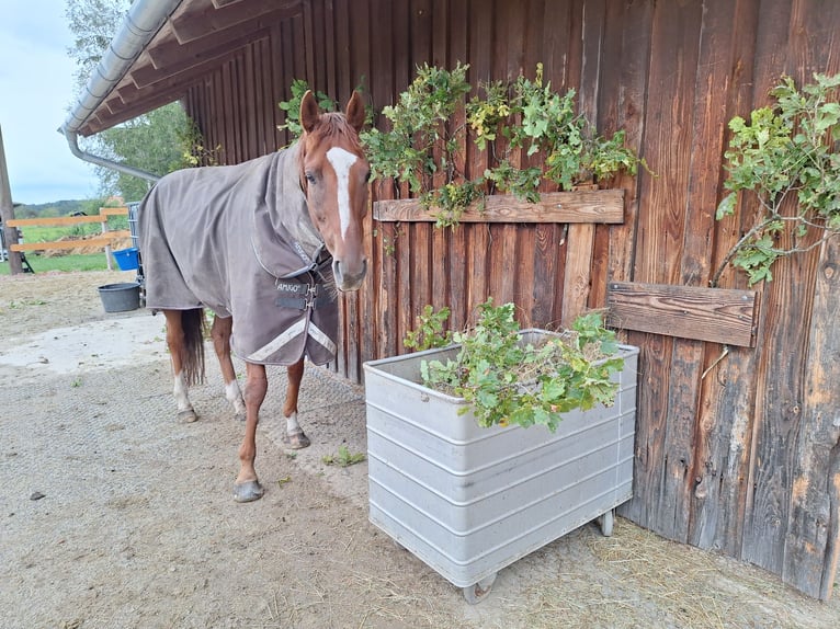 Iers volbloed Ruin 6 Jaar 165 cm Vos in Pähl