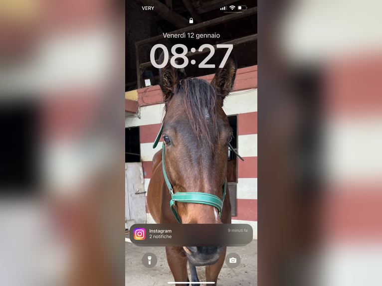 Iers volbloed Ruin 6 Jaar 170 cm Bruin in Brescia