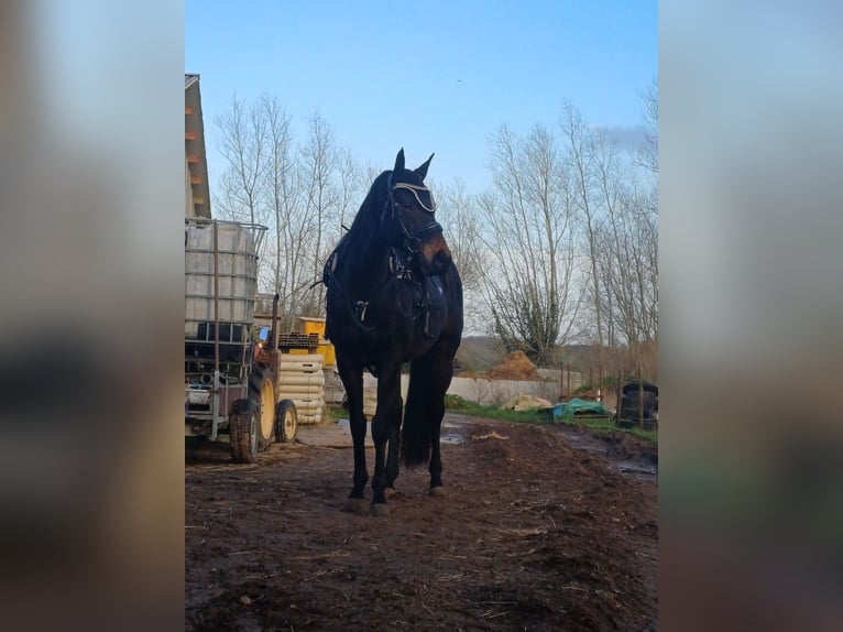 Iers volbloed Ruin 7 Jaar 170 cm Donkerbruin in Waasmunster