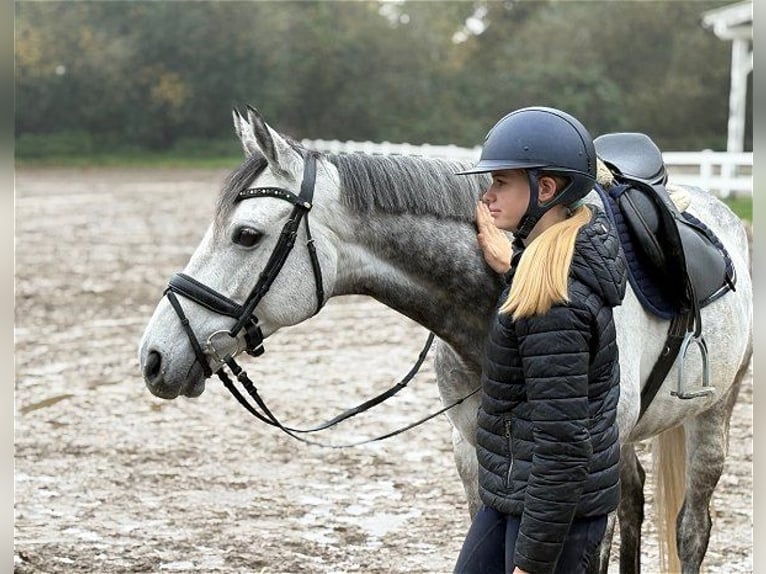 Iers volbloed Ruin 8 Jaar 167 cm Schimmel in Verden (Aller)