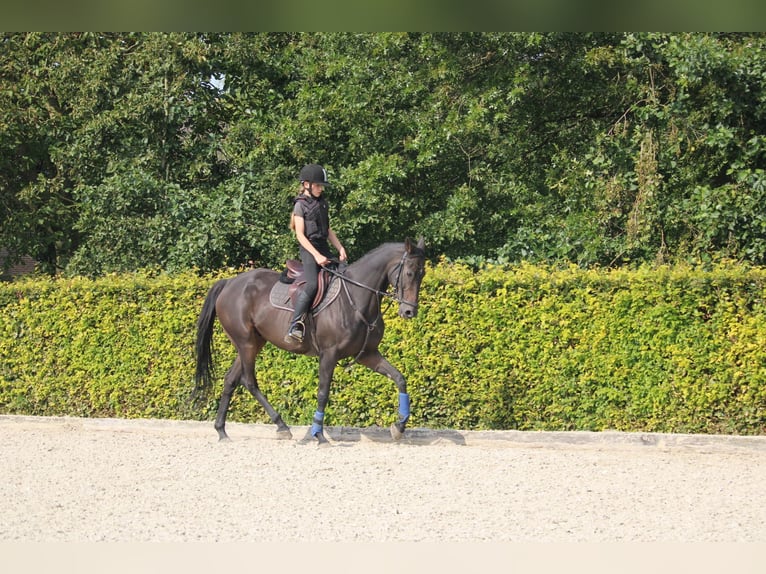 Iers volbloed Ruin 9 Jaar 162 cm Zwartbruin in Wijk en Aalburg