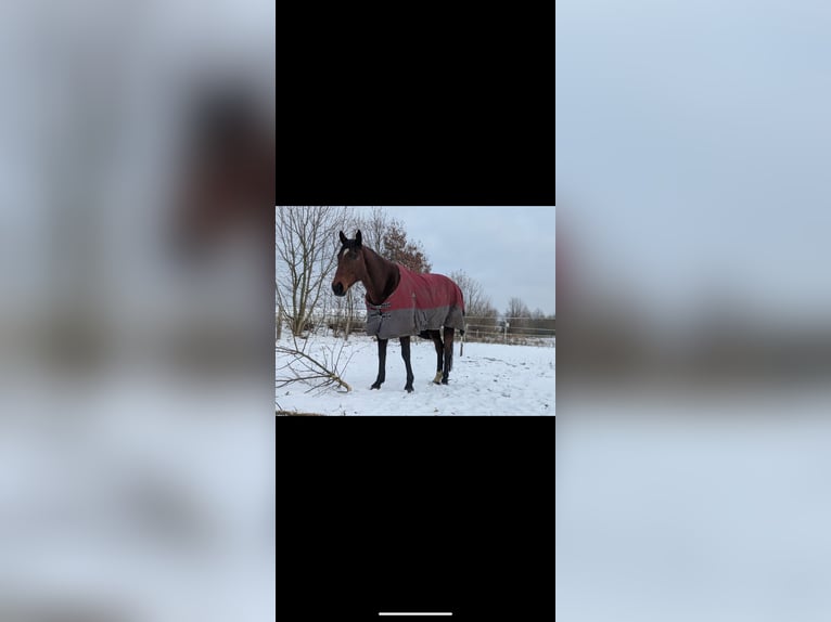 Iers volbloed Ruin 9 Jaar 165 cm Donkerbruin in Beverungen