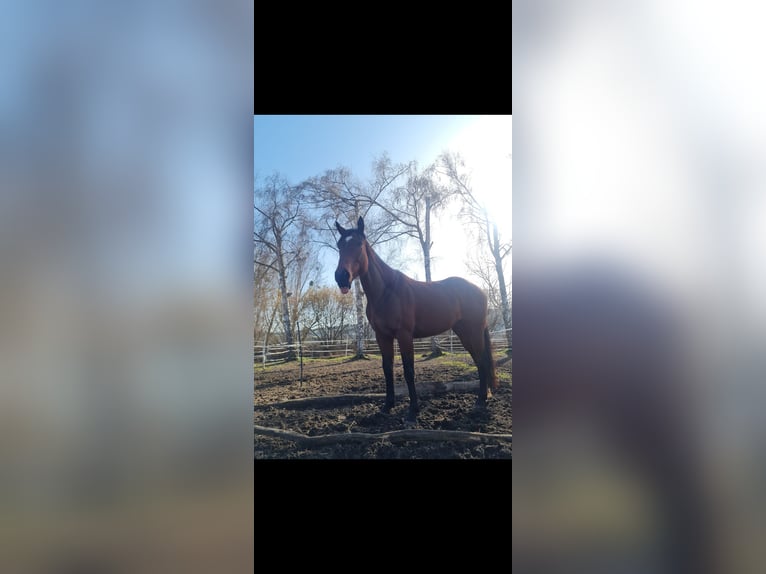 Iers volbloed Ruin 9 Jaar 165 cm Donkerbruin in Beverungen