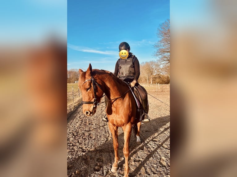 Iers volbloed Ruin 9 Jaar 165 cm Vos in Hollenstedt