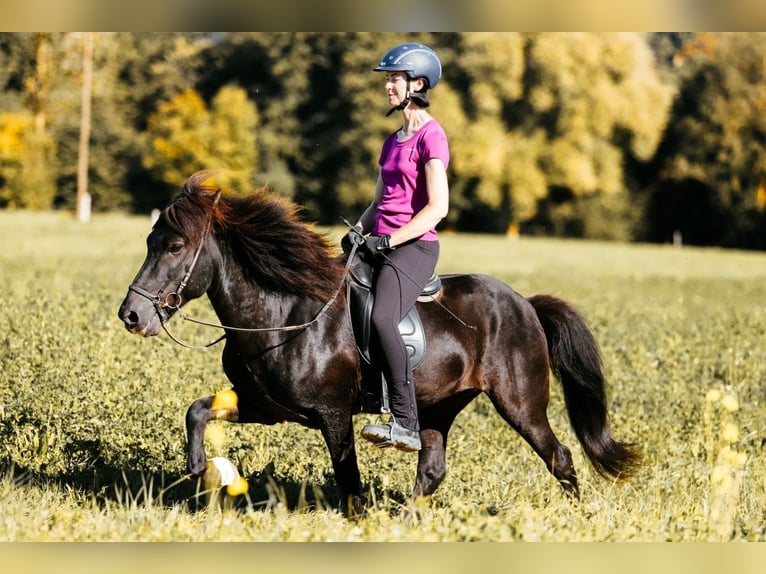 IJslander Hengst 10 Jaar 145 cm Zwart in Taufkirchen an der Trattnach