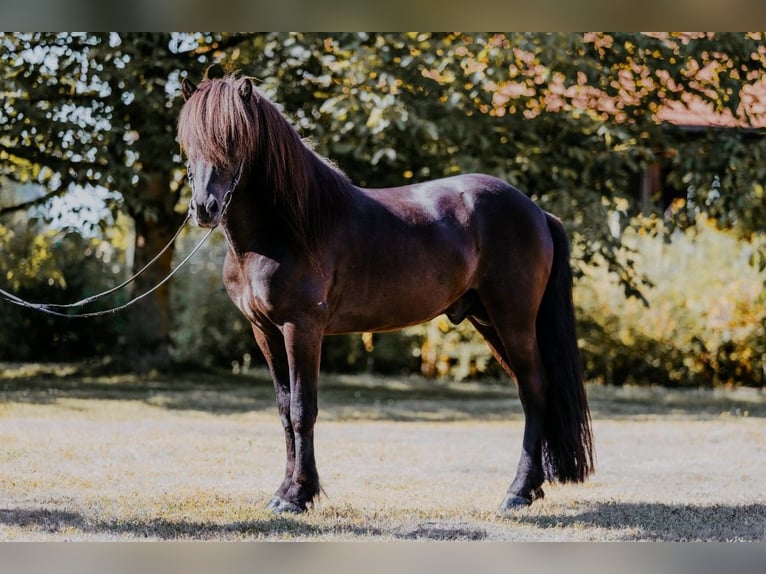 IJslander Hengst 11 Jaar 145 cm Zwart in Taufkirchen/Trattnach